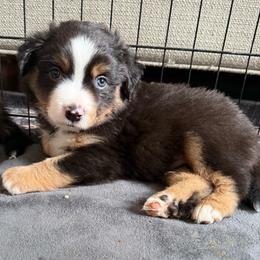 Slate - Black tri male Miniature American Shepherd puppy in Phoenix, Arizona from Outlaw Minis