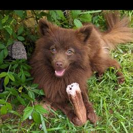 Addie - Pomeranian