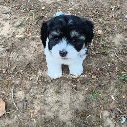 Moomoo - Black and white female Havanese puppy in Batesville, Arkansas from Hillbilly Havanese