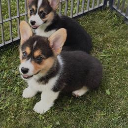 Girl 4 - Black and tan female Pembroke Welsh Corgi puppy in Northwood, Iowa from Sorrel Sands Corgis