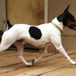 Tag - Rat Terrier