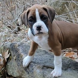 Boxers from Chinquapin Hill