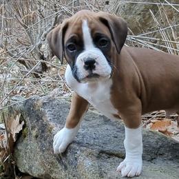 Boxers from Chinquapin Hill