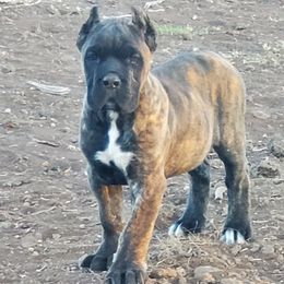 Cane Corso Puppies from Vernon Hills Cane Corso