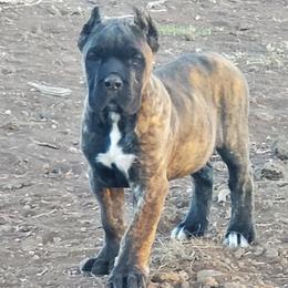 Cane Corso Puppies from Vernon Hills Cane Corso