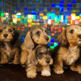American Corgi, Dachshund, and Pembroke Welsh Corgi Puppies from Shining A Lowriders & Co.