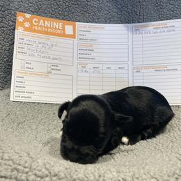 White baby girl - Black and white female Shorkie puppy in Chipley, Florida from Relentless Homestead