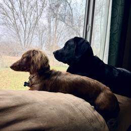 Barley - Dachshund
