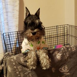 Miniature Schnauzer Puppies from Starbound Miniture Schnauzer's