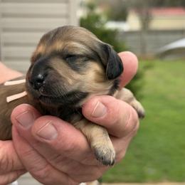 Felicity (happiness, good fortune) - Cream female Dachshund puppy in Murfreesboro, Tennessee from Kimbrie's Dream Cream Doxies
