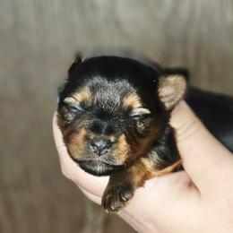 Girl - Black and tan female Yorkshire Terrier puppy in Thornville, Ohio from My precious yorkies