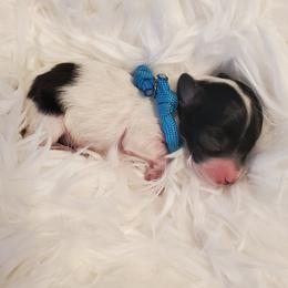 Miss Aqua - Black and white female Schnoodle puppy in Leitchfield, Kentucky from Eveleigh Acres Puppies