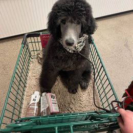 Poodle Puppies from Cedar Cove Standard Poodles