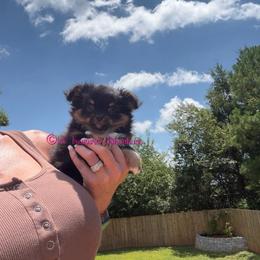 Algor - Black and tan male Chihuahua puppy in Anderson, South Carolina from Lil Treasures Chihuahuas