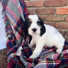 Dallas - Black white and tan male English Springer Spaniel puppy in Swainsboro, Georgia from Sweet Georgia Springers