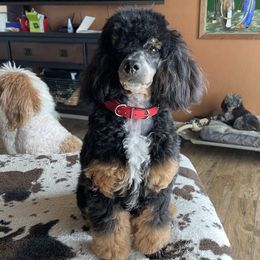 Koda - Poodle
