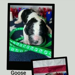 Goose - Parti male Goldendoodle puppy in Water Valley, Mississippi from Olympian Doodles