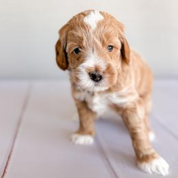 Bronco - Apricot male Goldendoodle puppy in Garden Grove, California from Sunkissed Doodles