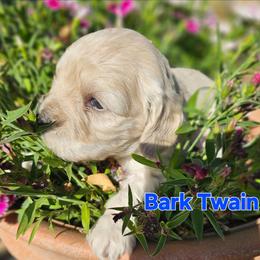 Bark Twain - Cream male Cockapoo puppy in Indiahoma, Oklahoma from Phamily Doodles