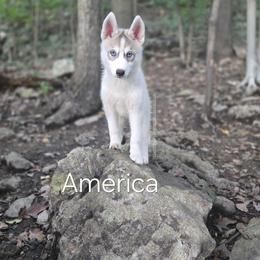 America - Agouti and white female Siberian Husky puppy in Stanhope, New Jersey from Shimmermint Siberians