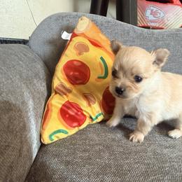Fuji - male Pomeranian puppy in Seneca, Missouri from Stephanie’s Puppy Colony