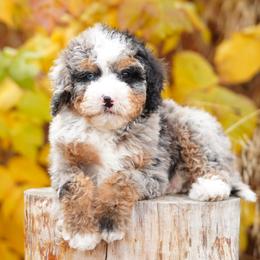 Thea - Merle female Bernedoodle puppy in Spokane, Washington from Lilac City Doodles