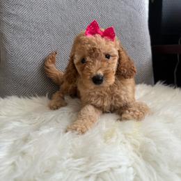 Anitta - Apricot female Goldendoodle puppy in Davie, Florida from Daviegoldendoodles
