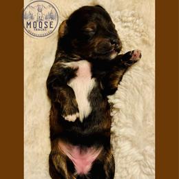 Glaze - Sable female Bernedoodle puppy in Belleville, Michigan from Moose Tracks Bernedoodles