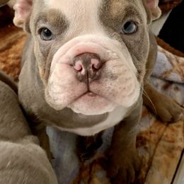 Bulldog Puppies from Ropes n' Wrinkles English Bulldogs