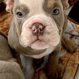 Bulldog Puppies from Ropes n' Wrinkles English Bulldogs