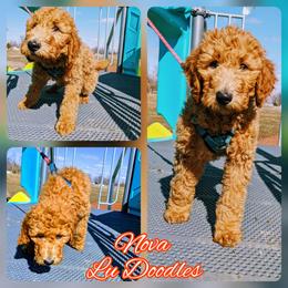 Goldendoodle Puppies from Lu Doodles