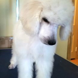 Poodle Puppies from Standard Hearts