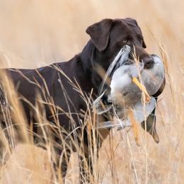Destee - Labrador Retriever