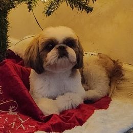 Legend - Shih Tzu