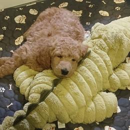 Black - Apricot male Poodle puppy in Big Rapids, Michigan from Meeker's Ridge Standard Poodles