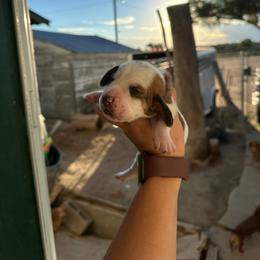 Girl 2 - Brown and white female Basset Hound puppy in Las Animas, Colorado from J&D Dachsies
