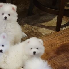 American Eskimo Dogs from Our Eskies