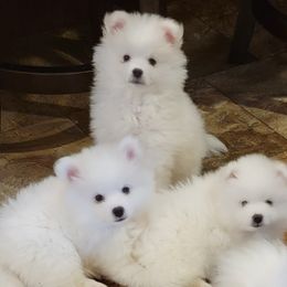 American Eskimo Dogs from Our Eskies