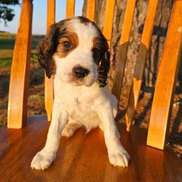 Hunter - Black white and tan male English Springer Spaniel puppy in Columbia, North Carolina from Columbia Spaniels