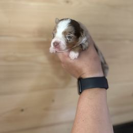 Everest - Red merle female Toy Australian Shepherd puppy in Steelville, Missouri from Rafter 7E Aussies