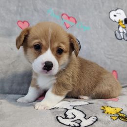 Pembroke Welsh Corgi Puppies from Pawm Springs Corgis