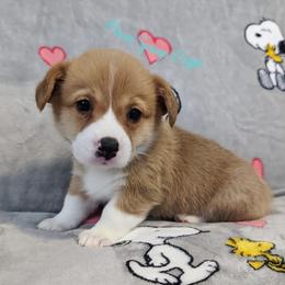 Pembroke Welsh Corgi Puppies from Pawm Springs Corgis