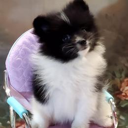 Mindy - Black parti female Pomeranian puppy in Forsyth, Illinois from Amazing Grace Pomeranians