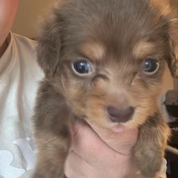 Slinky - Chocolate and tan male Dachshund puppy in Guthrie, Oklahoma from Kingdom Mini Dashchunds