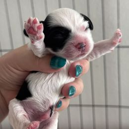 Cockapoo puppies from Kinkade Kennels