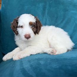 Romance (white) - Red tri-color male Aussiedoodle puppy in Watertown, Wisconsin from Little Bear Paws Aussiedoodles