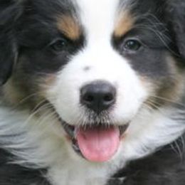 Australian Shepherds from Starbound Aussies