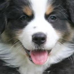 Australian Shepherds from Starbound Aussies