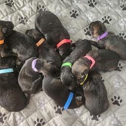 Hibiscus - Sable female German Shepherd puppy in Harwood, Maryland from Reddington Shepherds