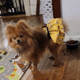 Mia Rose - Pomeranian